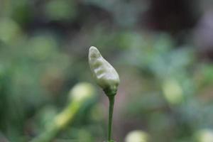 une proche en haut de piments encore sur le arbre photo