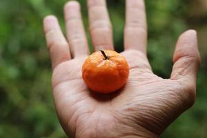 une proche en haut de mini agrumes des fruits repos sur une paume avec des arbres dans le Contexte. fruit photo concept.