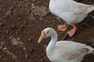 photo de une blanc OIE dans une cage. animal photo concept.