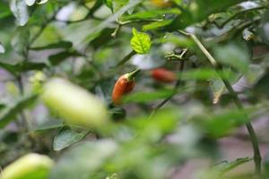 une proche en haut de piments encore sur le arbre photo