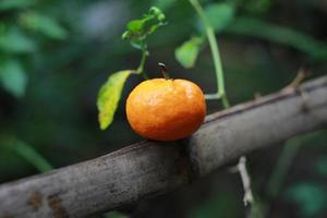 une proche en haut de mini agrumes des fruits mis sur bambou des bâtons avec des arbres dans le Contexte. fruit photo concept.