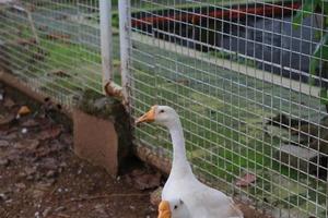 photo de une blanc OIE dans une cage. animal photo concept.