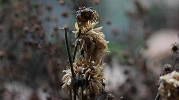 une proche en haut de une mort plante photo