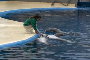Madrid, Espagne - avril 1 2019 - le dauphin spectacle à aquarium zoo photo