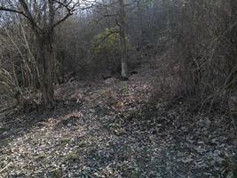 aérien vue de troupeau de jachère cerf de au dessus photo