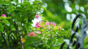 le magnifique fleurs épanouissement dans le parc de le ville dans été photo