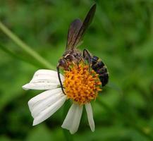 scoliide guêpe perché sur une fleur photo