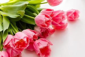 bouquet de rose tulipes sur blanc Contexte photo