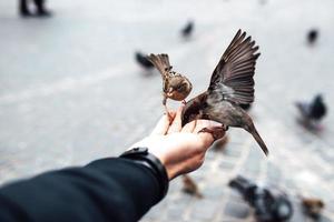 moineau mange de la main photo