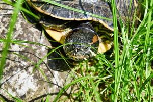 tortue à le étang photo