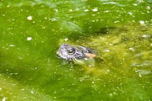 tortue à le étang photo