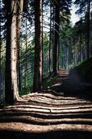 longues ombres sur un chemin forestier photo