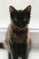 une magnifique Jeune chaton de noir ou marron Couleur est séance sur le la fenêtre. Accueil préféré animal de compagnie photo