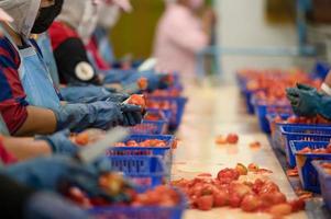 ouvriers couper tomates pour en conserve tomate sauce dans industriel production motifs, industriel production de tomates et tomate pâte, nourriture industrie, nourriture usine photo