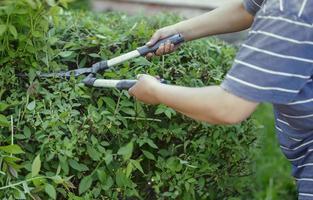 le du jardinier mains sont Coupe le des buissons avec grand ciseaux. photo