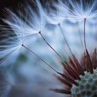 Macro gros plan d'une fleur de pissenlit au printemps photo