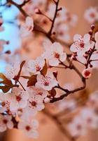 fleurs roses dans le jardin au printemps photo