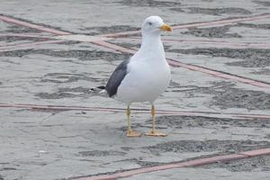 mouette à du repos perché sur le asphalte sol photo