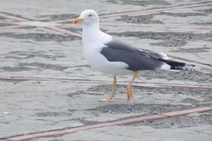 mouette à du repos perché sur le asphalte sol photo