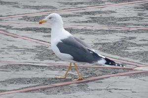 mouette à du repos perché sur le asphalte sol photo