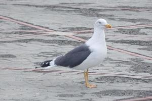 mouette à du repos perché sur le asphalte sol photo