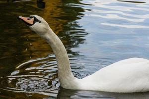 le cygne les boissons l'eau proche en haut photo