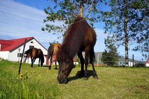 les chevaux sur pâturage en mangeant herbe photo