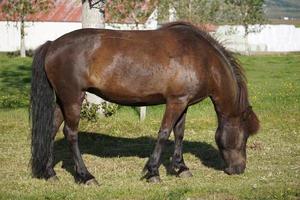 foncé marron cheval sur pâturage en mangeant herbe - côté vue photo