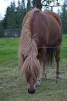 cheval sur pâturage en mangeant herbe photo