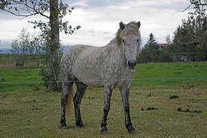 blanc cheval permanent sur pâturage photo