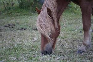 marron cheval en mangeant herbe sur pâturage - fermer sur tête photo