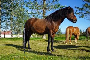 les chevaux sur pâturage, des arbres sur seconde plan photo