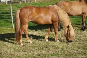 les chevaux sur pâturage en mangeant herbe photo