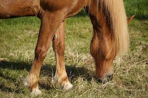 lumière marron cheval sur pâturage en mangeant herbe photo