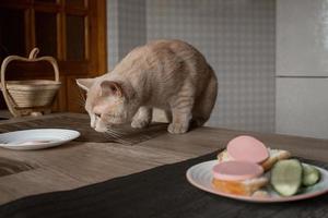 magnifique arrogant rouge national chat vole nourriture de le table dans le cuisine dans le absence de gens photo