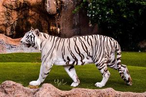 beau tigre blanc photo