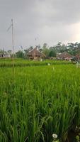 verticale photo de vert riz des champs dans le après midi