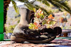 chaussure fleur planteur photo