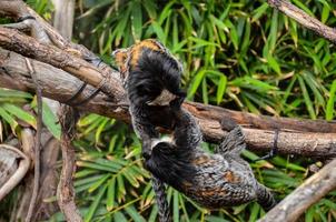 singes à le zoo photo