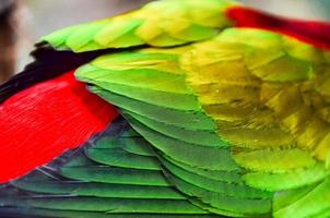 coloré oiseau plumes photo