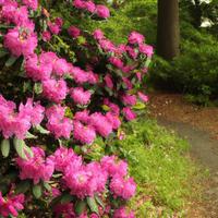 une buisson de rose fleurs avec le mot rhododendron sur le côté photo