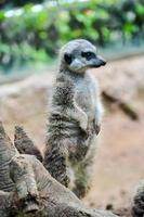 suricate à le zoo photo