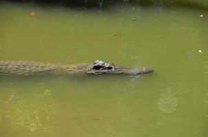 gator dans le Lac photo