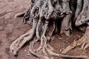 emmêlé arbre les racines photo