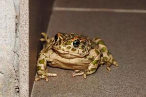 vert Pointé crapaud photo