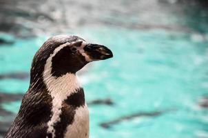 pingouins à le zoo photo