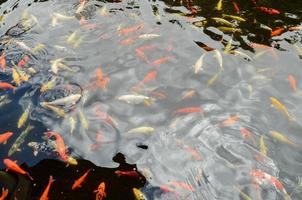 poissons dans l'aquarium photo