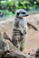 suricate à le zoo photo