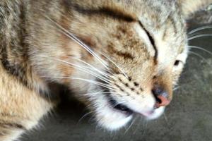 mammifères, chats à fourrure brune moelleuse et douce, animaux de compagnie mignons et mignons photo