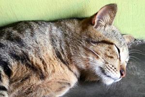 mammifères, chats à fourrure brune moelleuse et douce, animaux de compagnie mignons et mignons photo